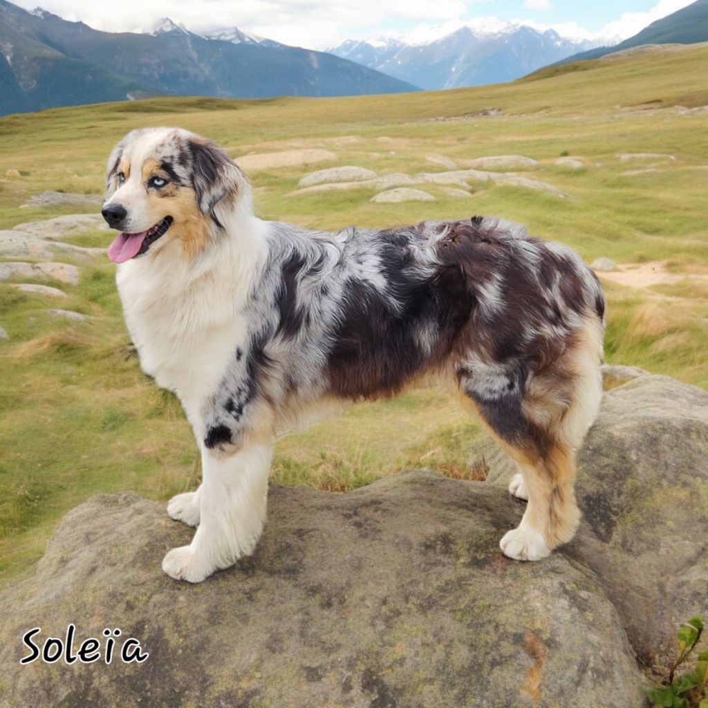 SoleÏa D'amour de la barbottiere