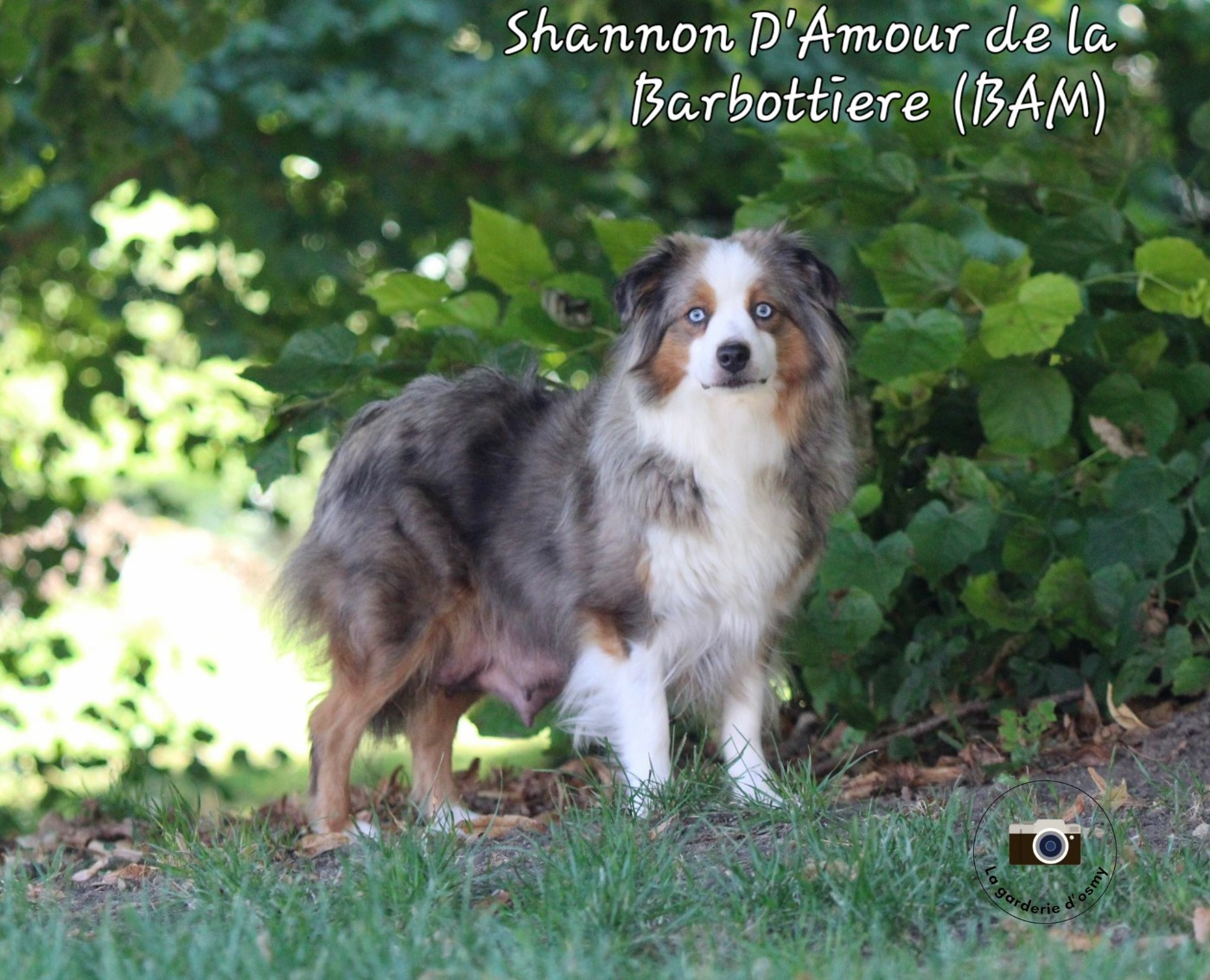 Shannon D'amour de la barbottiere