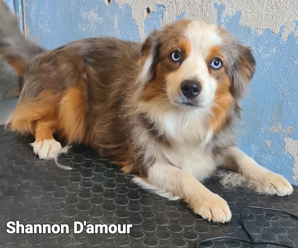 Shannon D'amour de la barbottiere