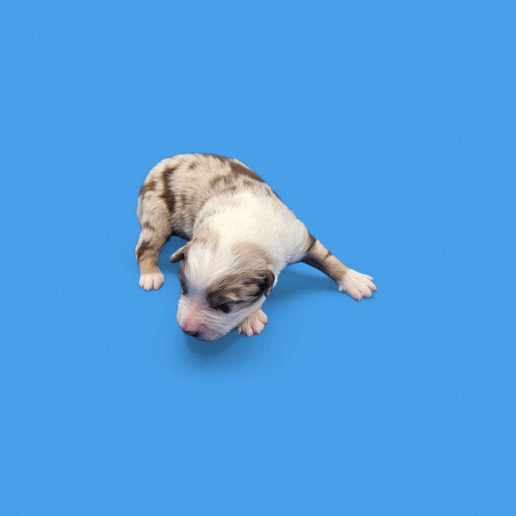 D'amour de la barbottiere - Chiots disponibles - Berger Australien