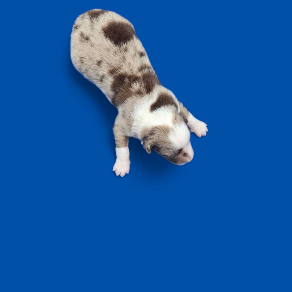D'amour de la barbottiere - Chiots disponibles - Berger Australien