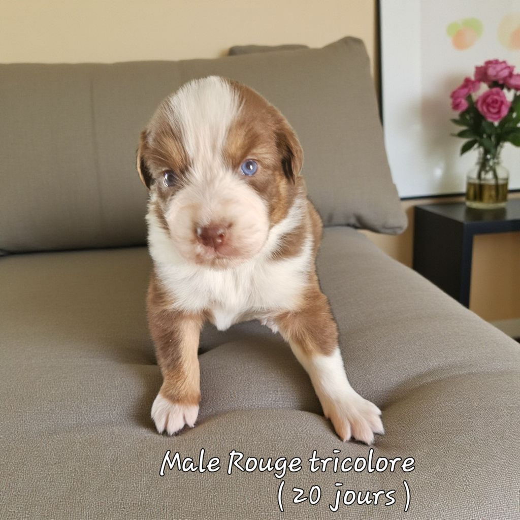 D'amour de la barbottiere - Chiots disponibles - Berger Australien