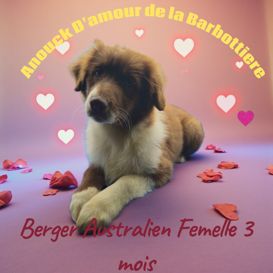 D'amour de la barbottiere - Chiots disponibles - Berger Australien