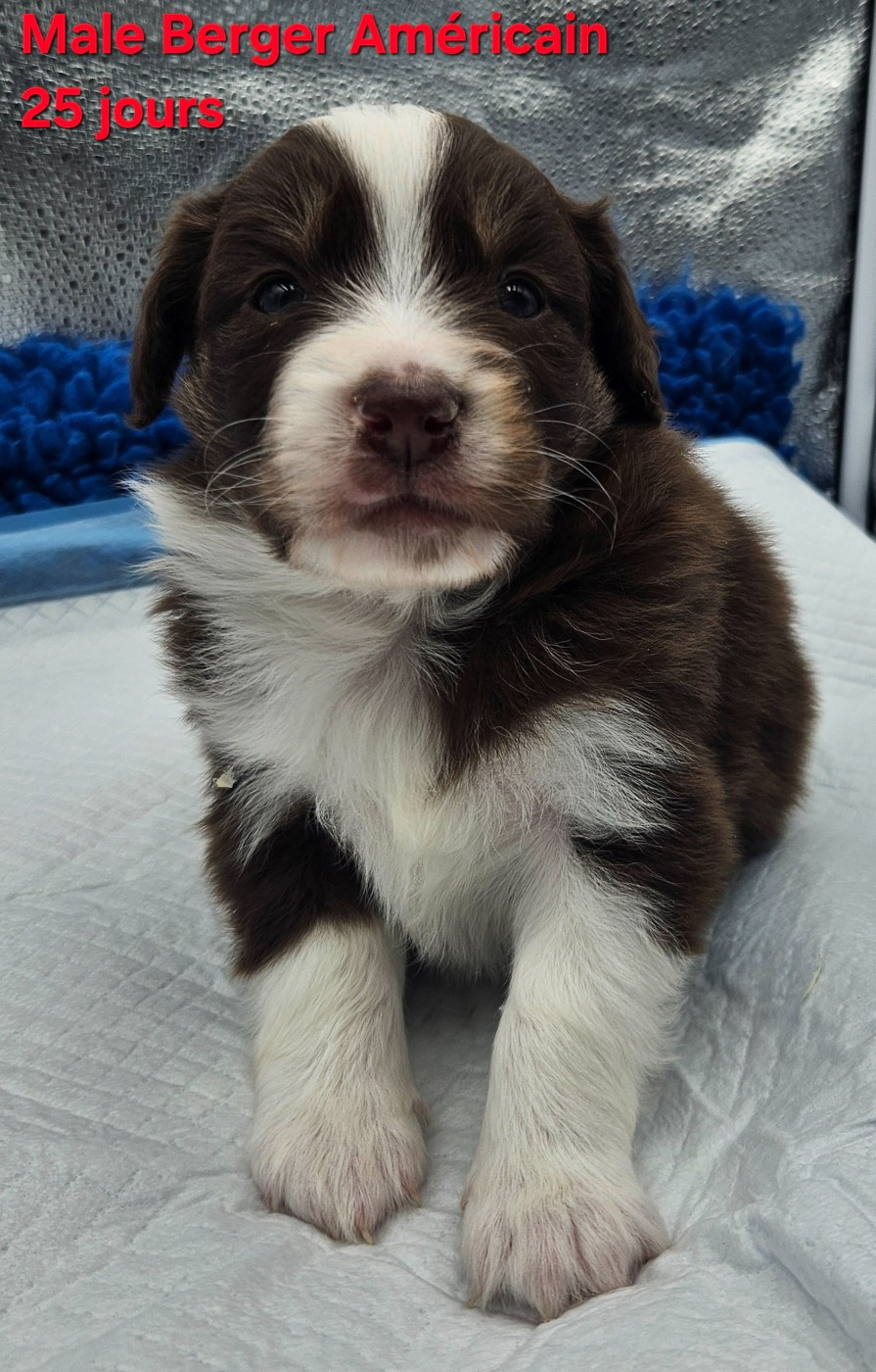 D'amour de la barbottiere - Chiots disponibles - Berger Américain Miniature 