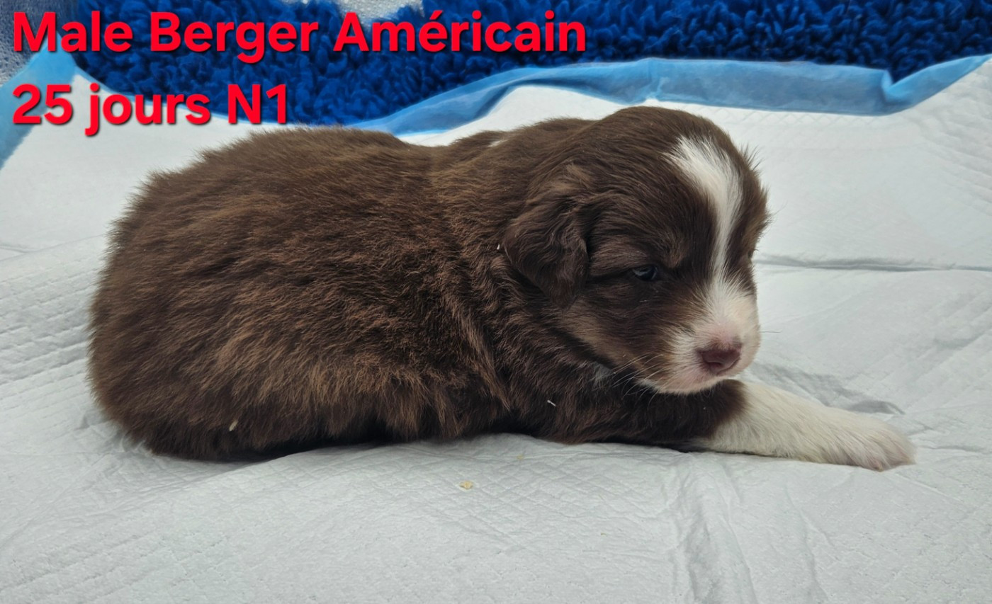 D'amour de la barbottiere - Chiots disponibles - Berger Américain Miniature 