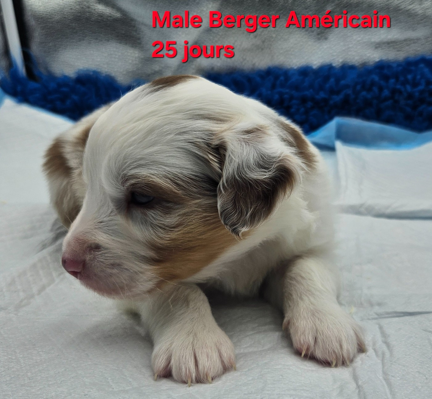 D'amour de la barbottiere - Chiots disponibles - Berger Américain Miniature 