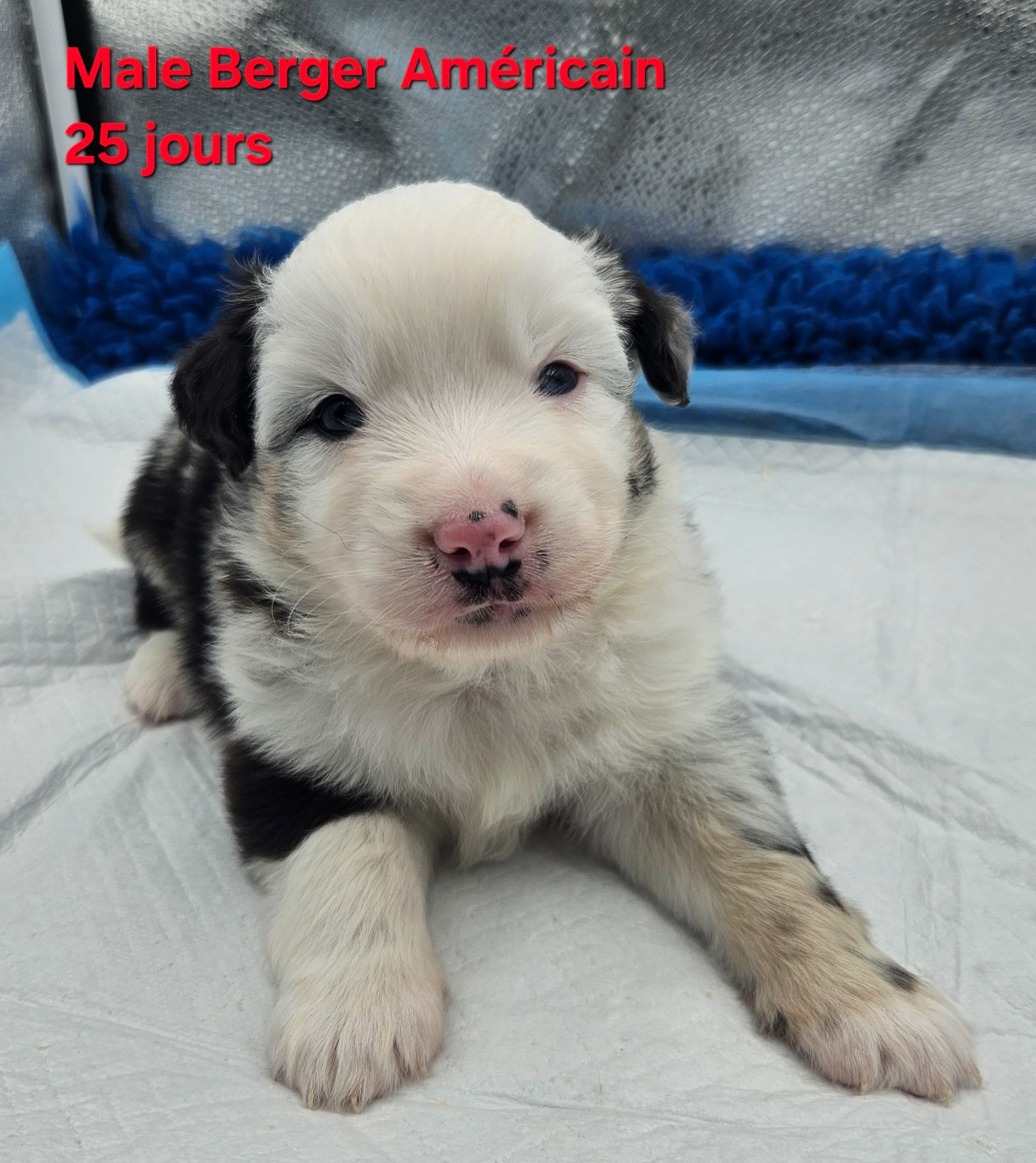 D'amour de la barbottiere - Chiots disponibles - Berger Américain Miniature 
