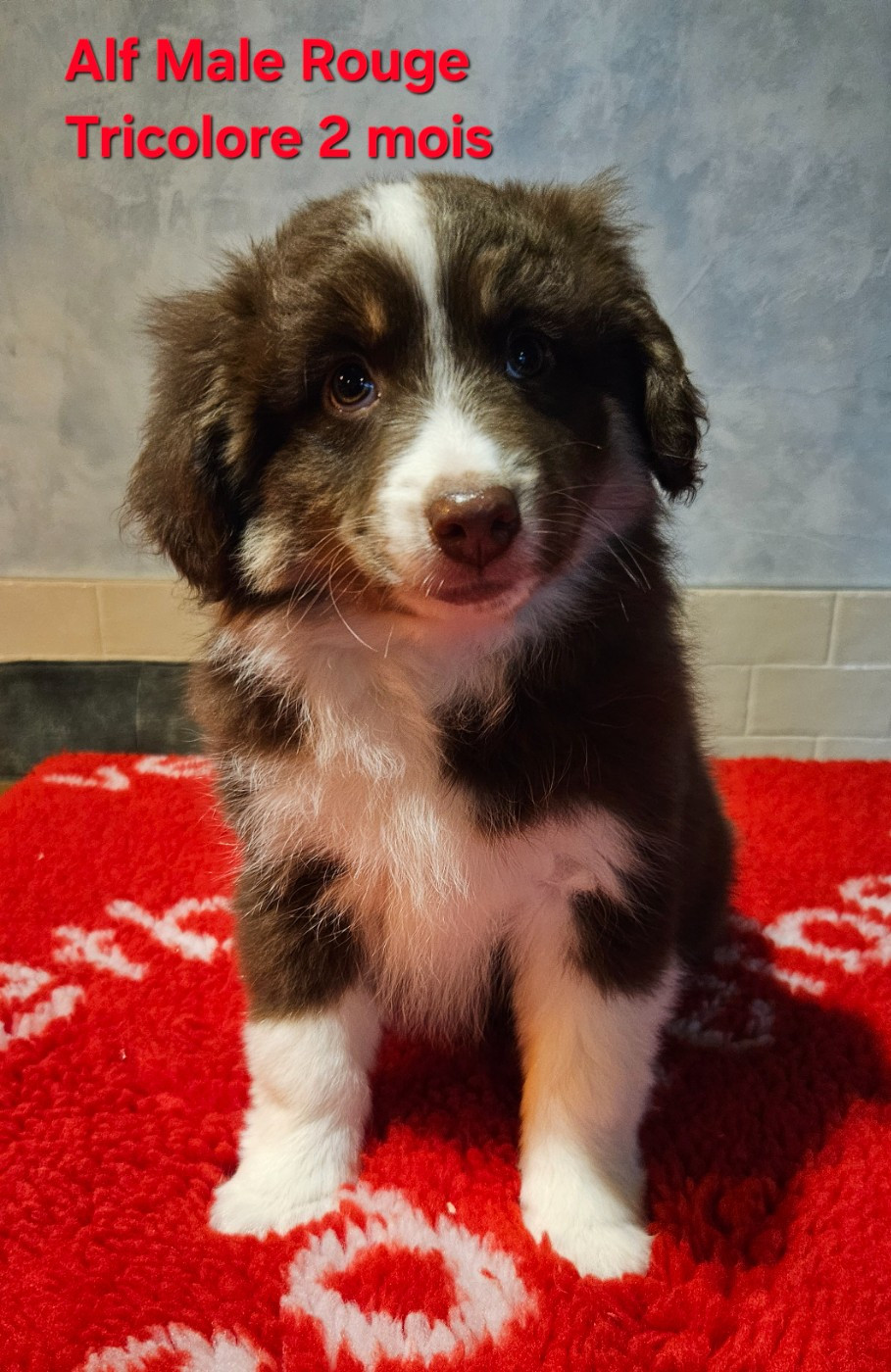 D'amour de la barbottiere - Chiots disponibles - Berger Américain Miniature 