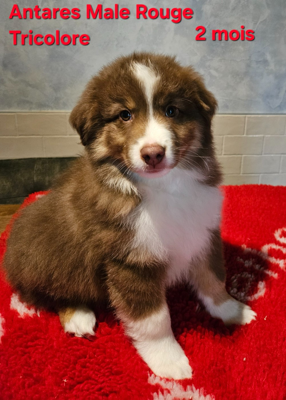 D'amour de la barbottiere - Chiots disponibles - Berger Américain Miniature 