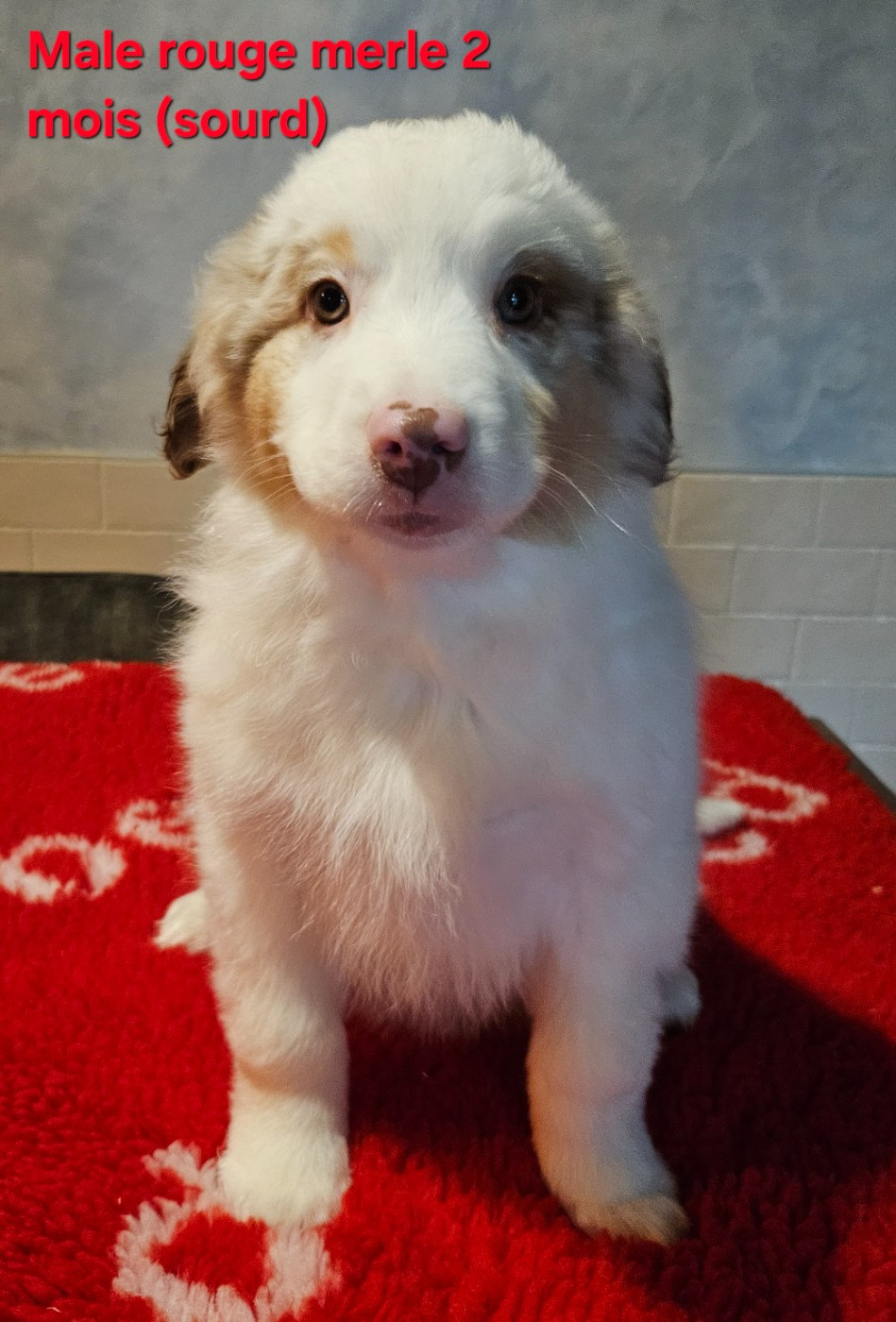 D'amour de la barbottiere - Chiots disponibles - Berger Américain Miniature 