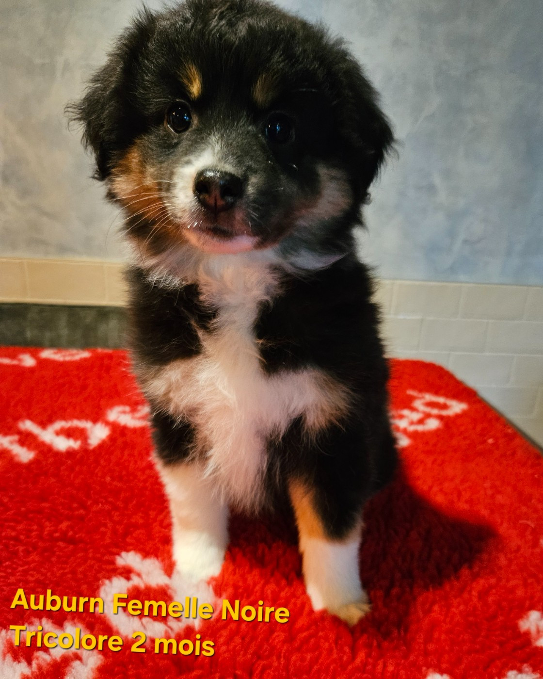 D'amour de la barbottiere - Chiots disponibles - Berger Américain Miniature 