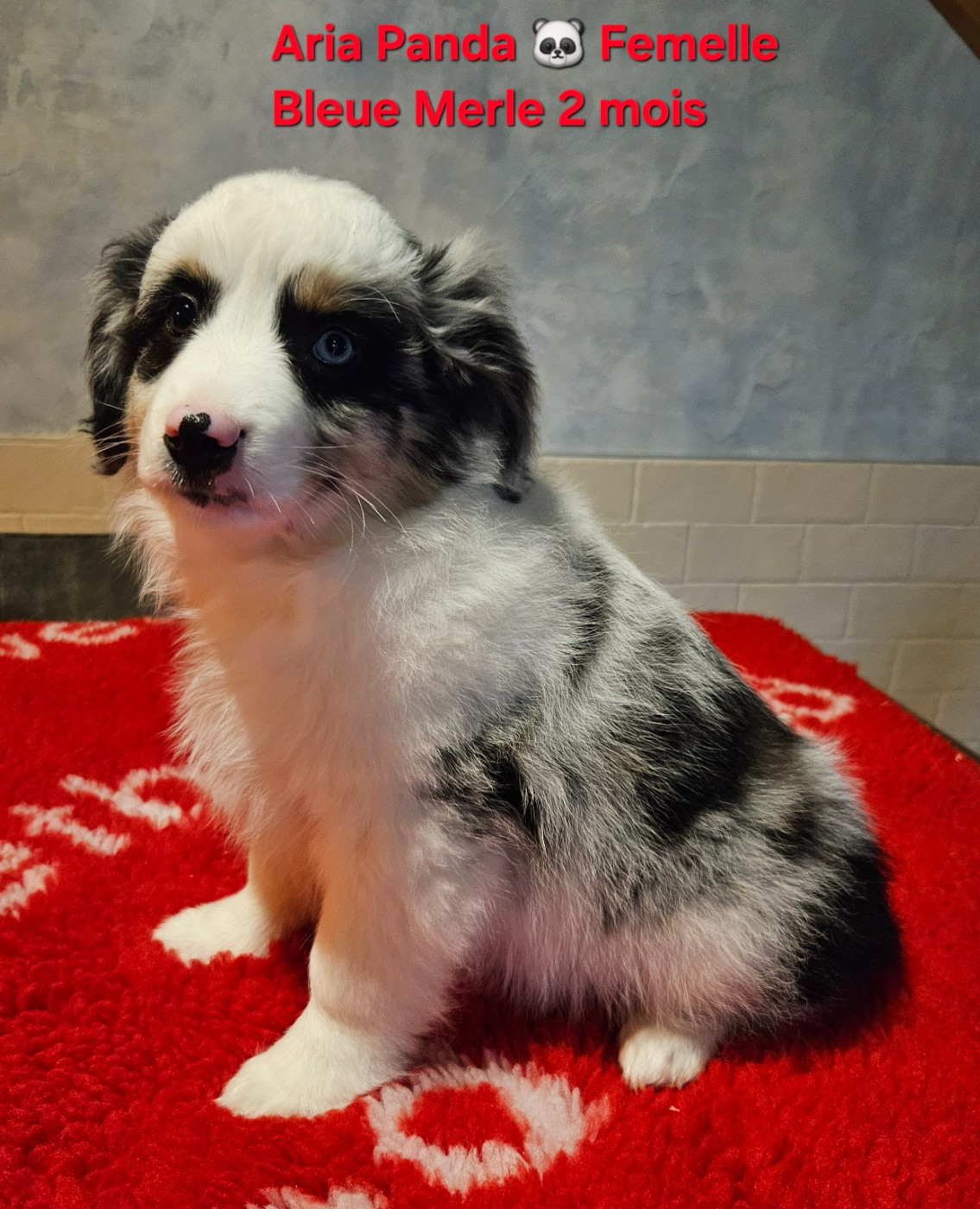 D'amour de la barbottiere - Chiots disponibles - Berger Américain Miniature 