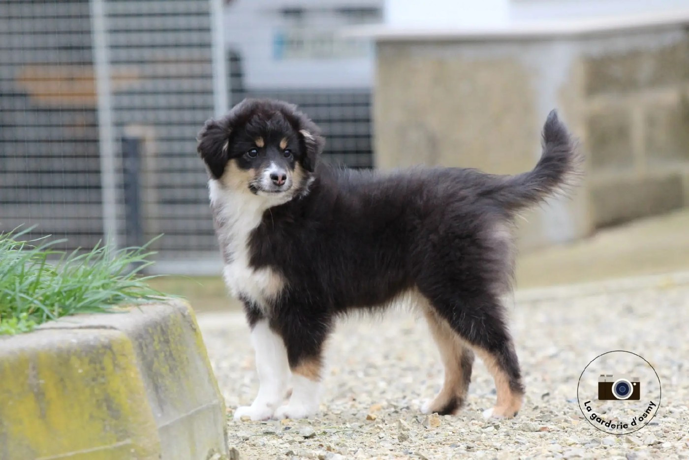 D'amour de la barbottiere - Chiots disponibles - Berger Américain Miniature 