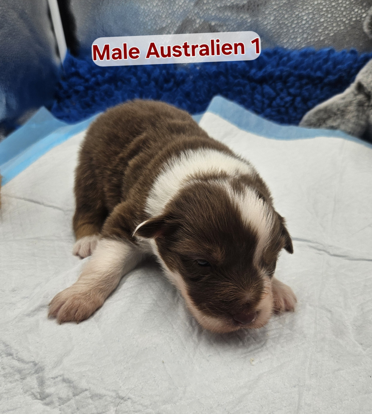 D'amour de la barbottiere - Chiots disponibles - Berger Australien