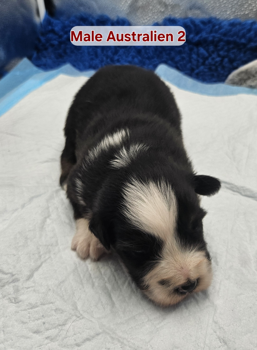 D'amour de la barbottiere - Chiots disponibles - Berger Australien