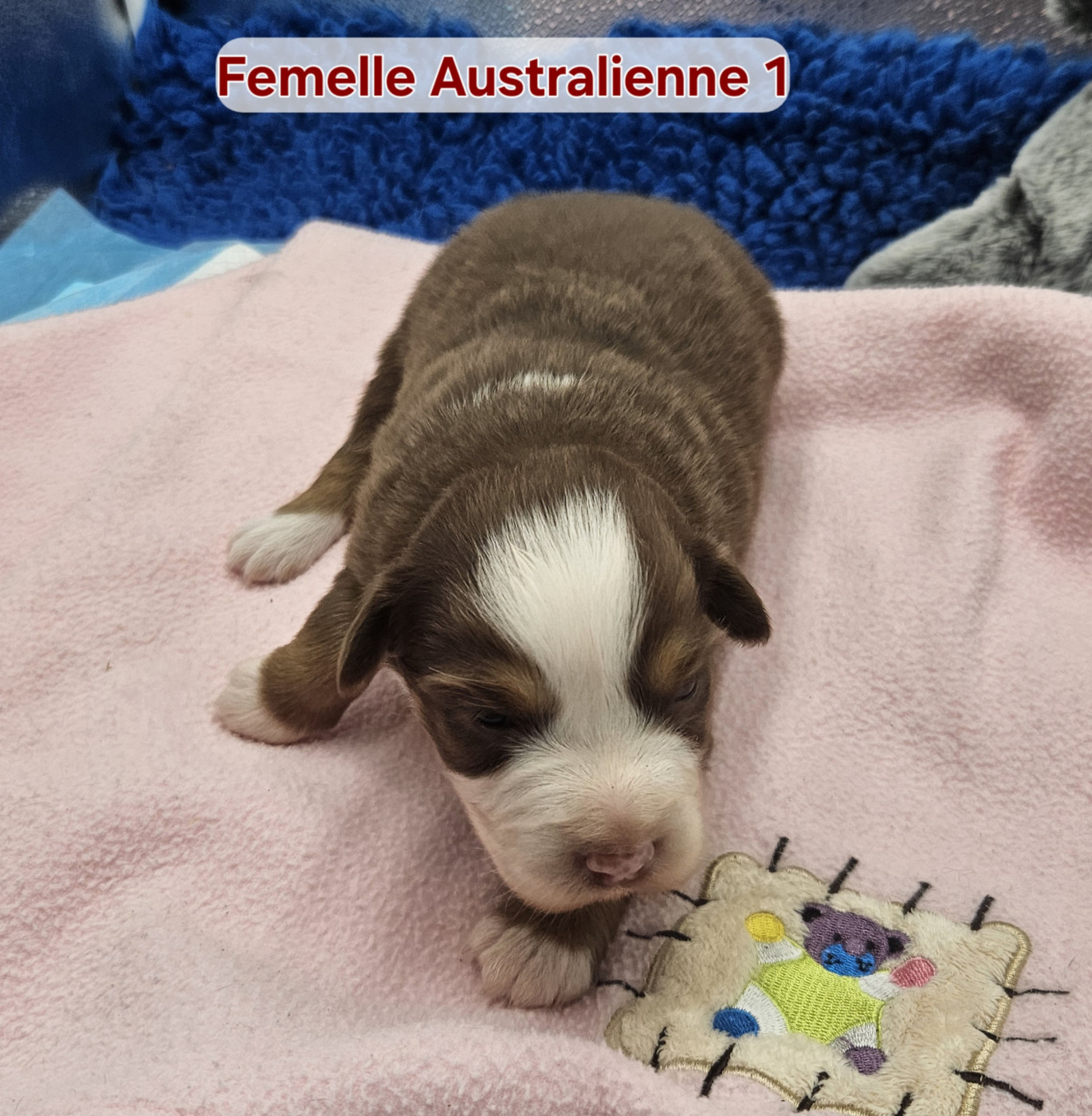D'amour de la barbottiere - Chiots disponibles - Berger Australien