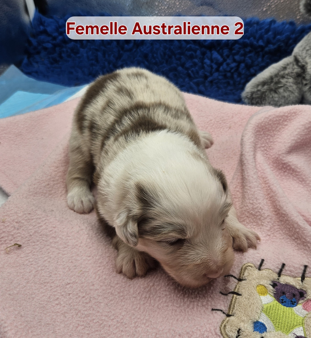 D'amour de la barbottiere - Chiots disponibles - Berger Australien