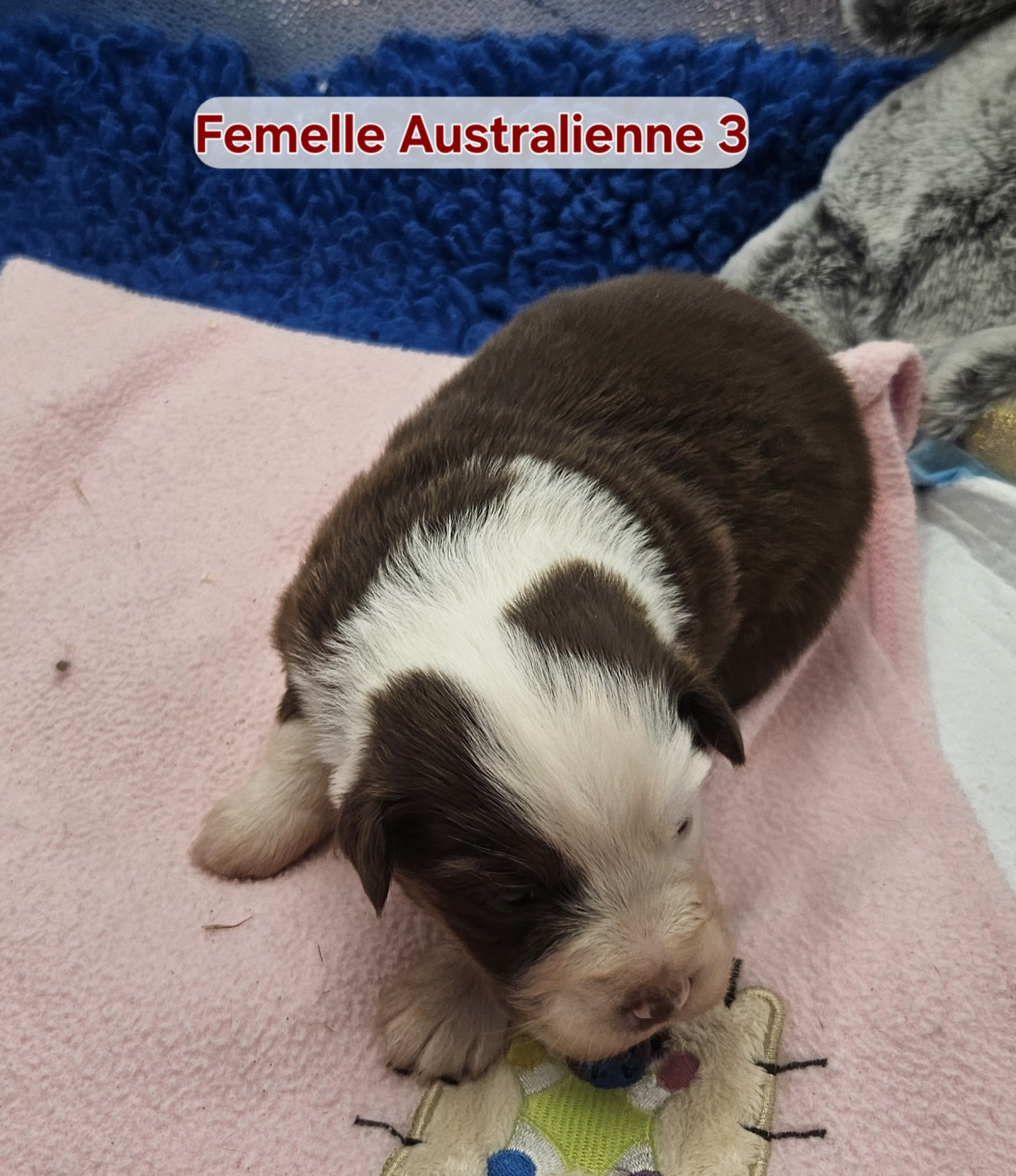 D'amour de la barbottiere - Chiots disponibles - Berger Australien