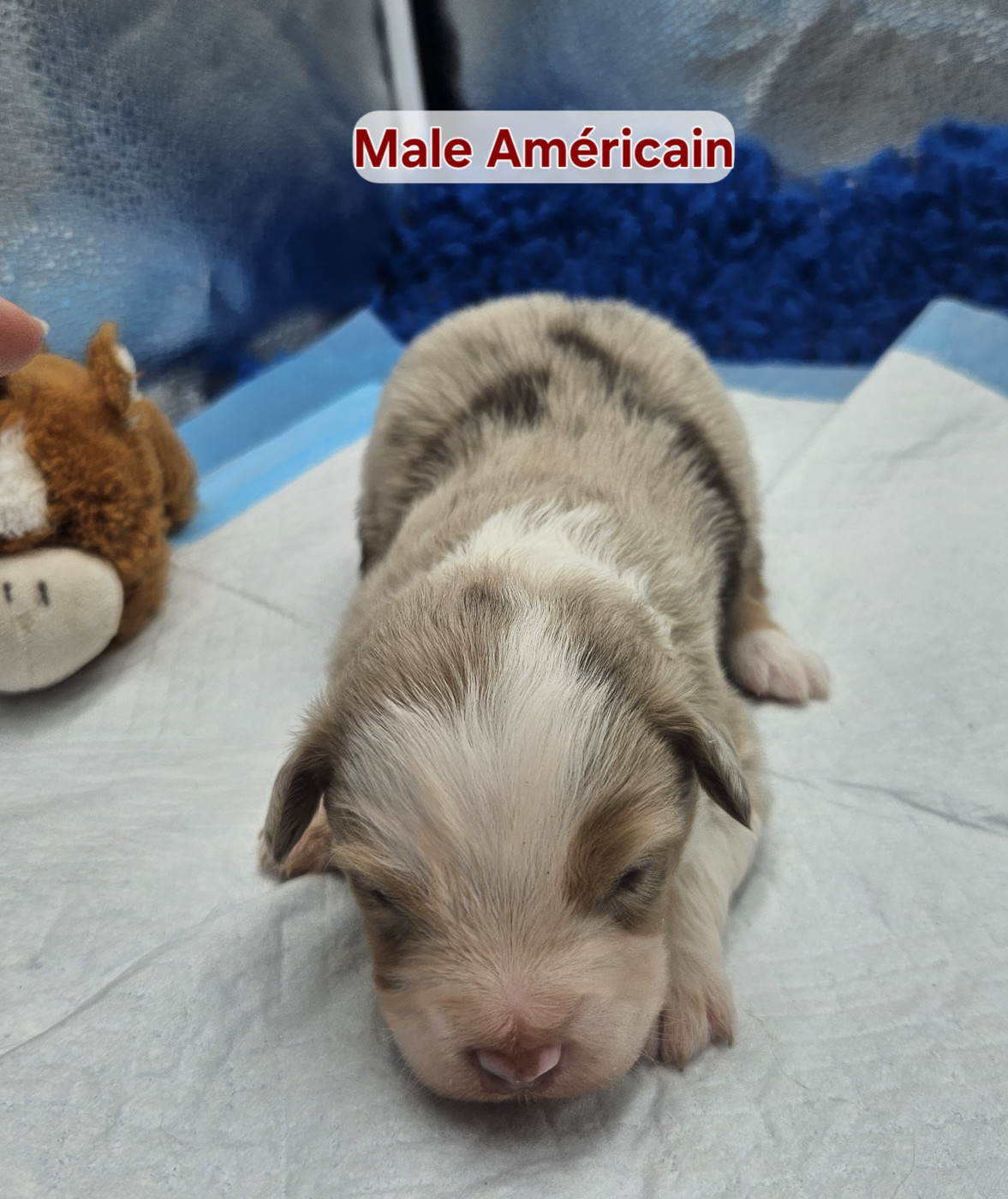 D'amour de la barbottiere - Chiots disponibles - Berger Américain Miniature 