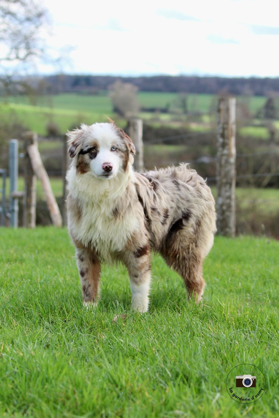 D'amour de la barbottiere - Chiots disponibles - Berger Australien