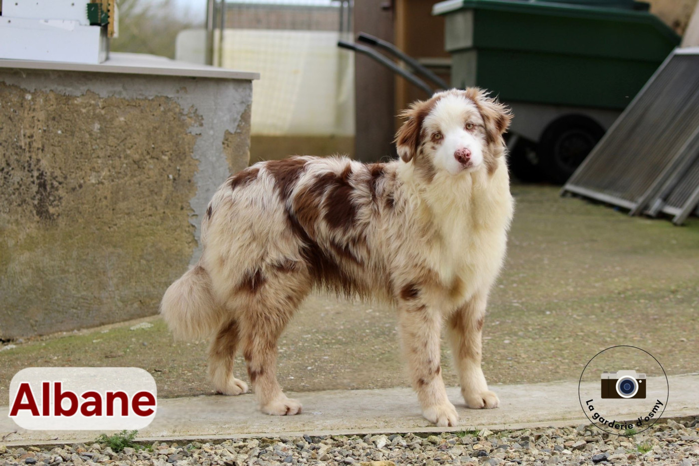 D'amour de la barbottiere - Chiots disponibles - Berger Australien