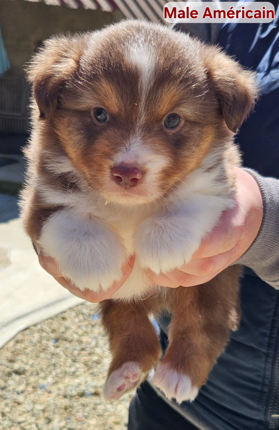 D'amour de la barbottiere - Chiots disponibles - Berger Américain Miniature 