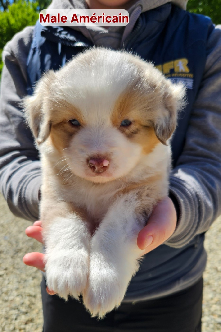 D'amour de la barbottiere - Chiots disponibles - Berger Américain Miniature 