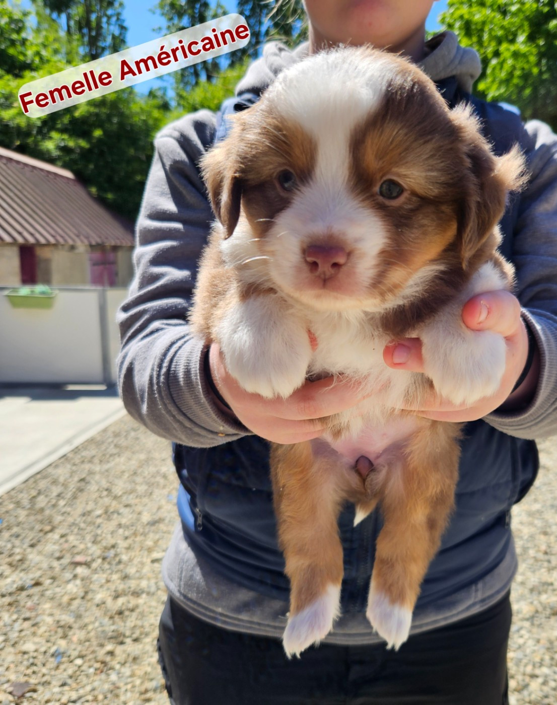 D'amour de la barbottiere - Chiots disponibles - Berger Américain Miniature 