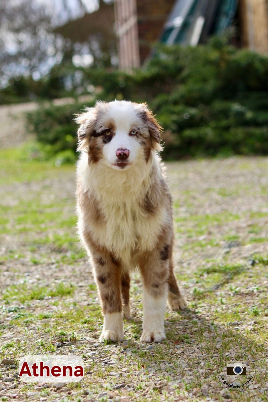 D'amour de la barbottiere - Chiots disponibles - Berger Australien