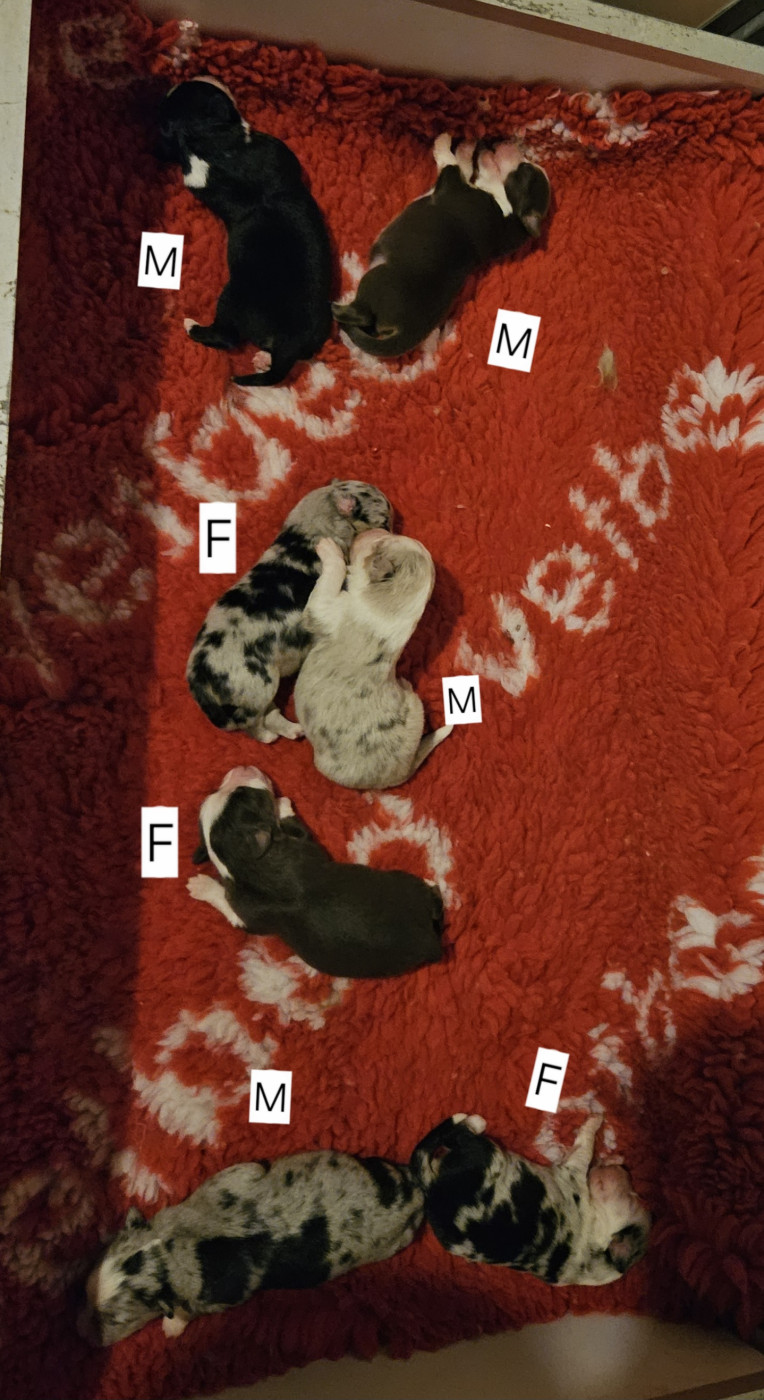 Chiot Berger Américain Miniature  D'amour de la barbottiere
