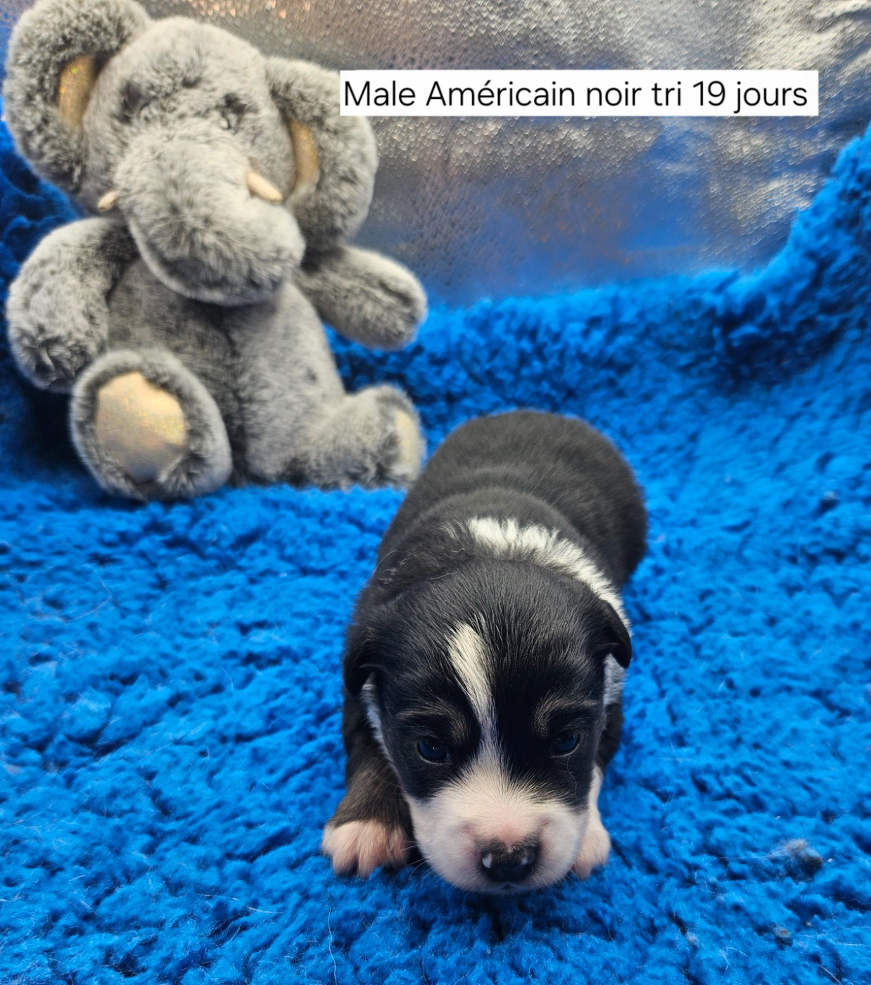 D'amour de la barbottiere - Chiots disponibles - Berger Américain Miniature 