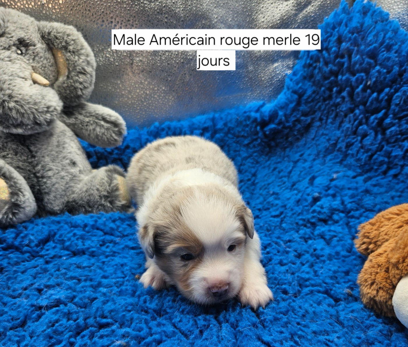 D'amour de la barbottiere - Chiots disponibles - Berger Américain Miniature 