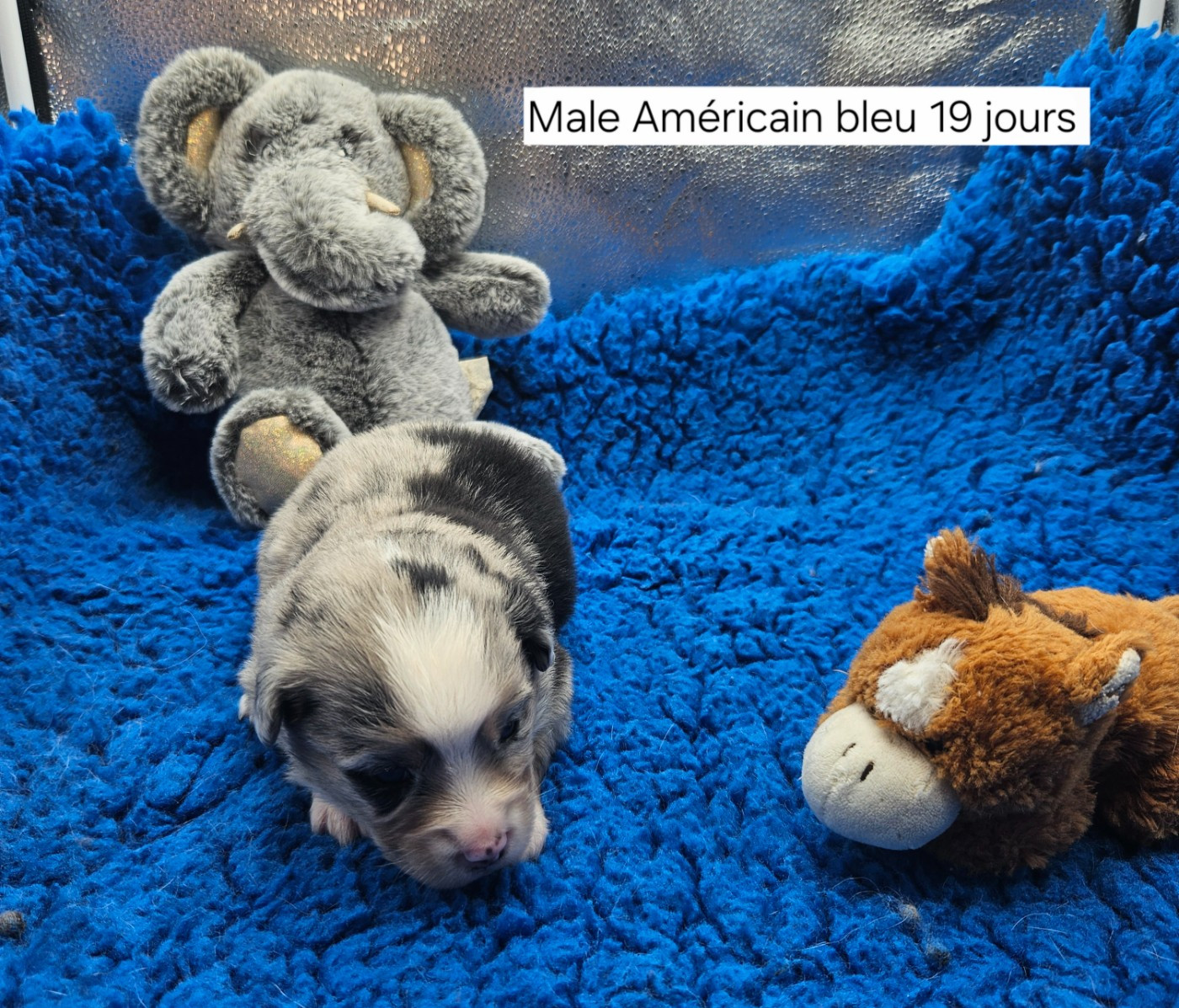 D'amour de la barbottiere - Chiots disponibles - Berger Américain Miniature 