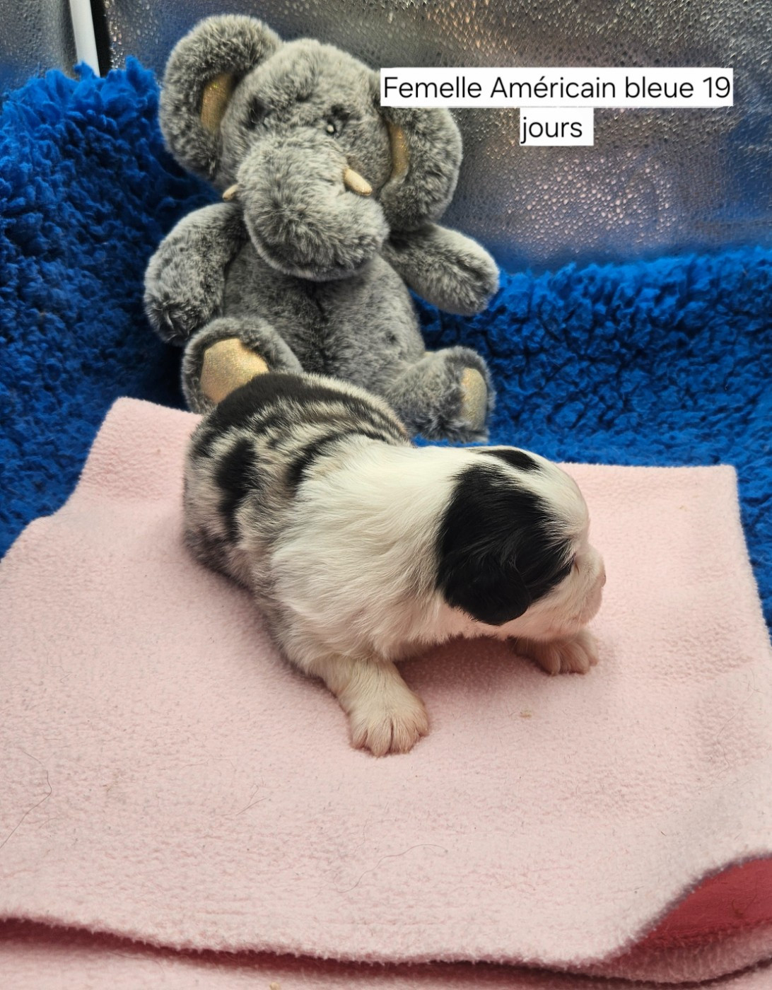 D'amour de la barbottiere - Chiots disponibles - Berger Américain Miniature 