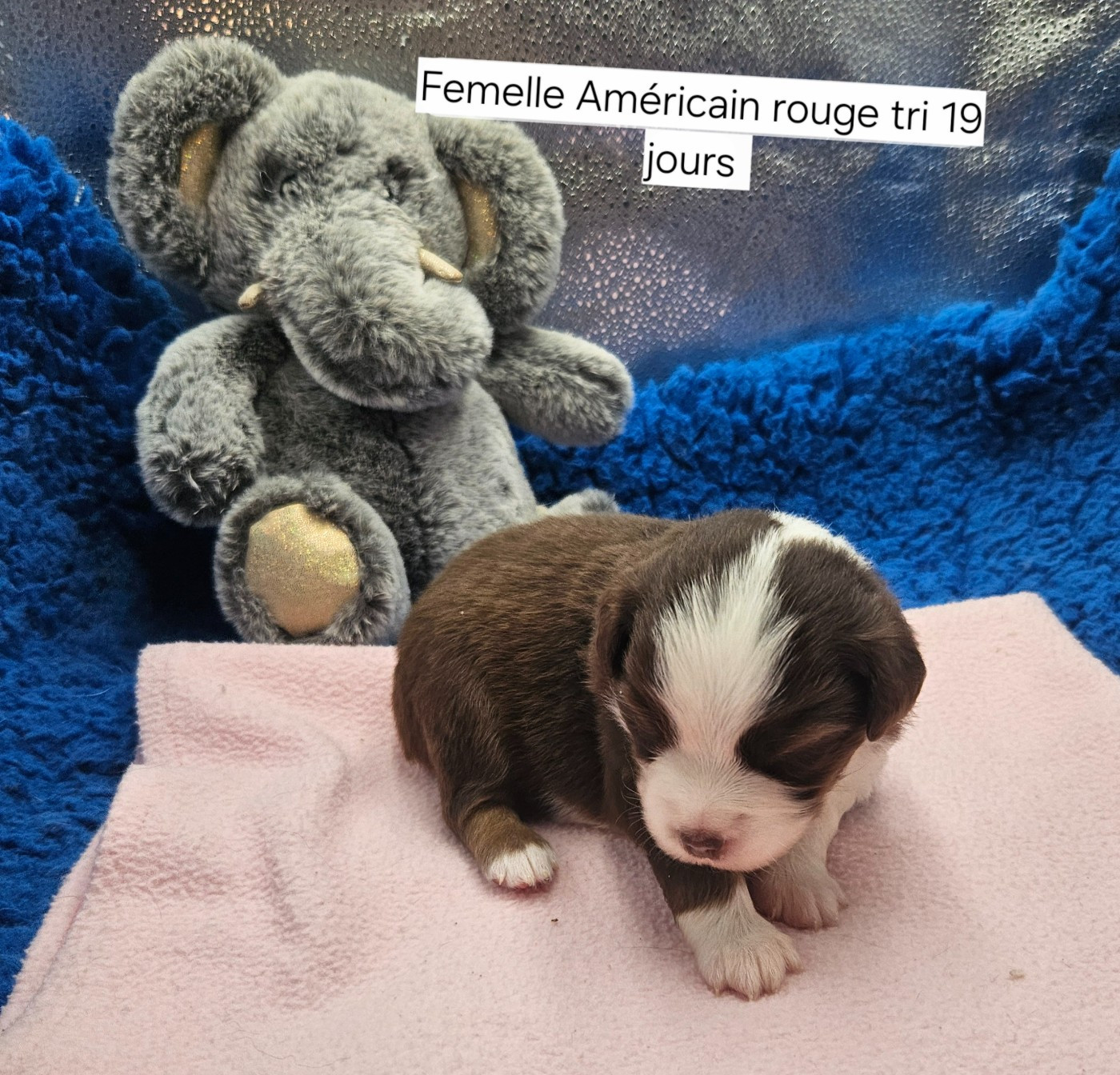 D'amour de la barbottiere - Chiots disponibles - Berger Américain Miniature 