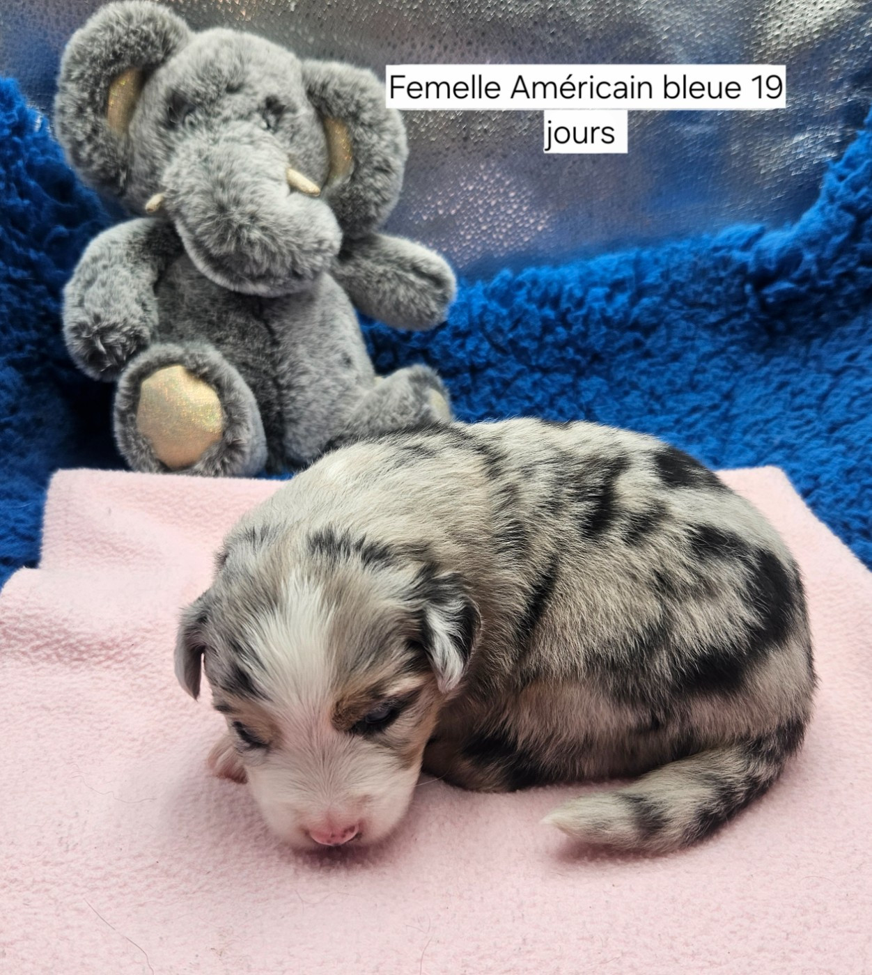 D'amour de la barbottiere - Chiots disponibles - Berger Américain Miniature 