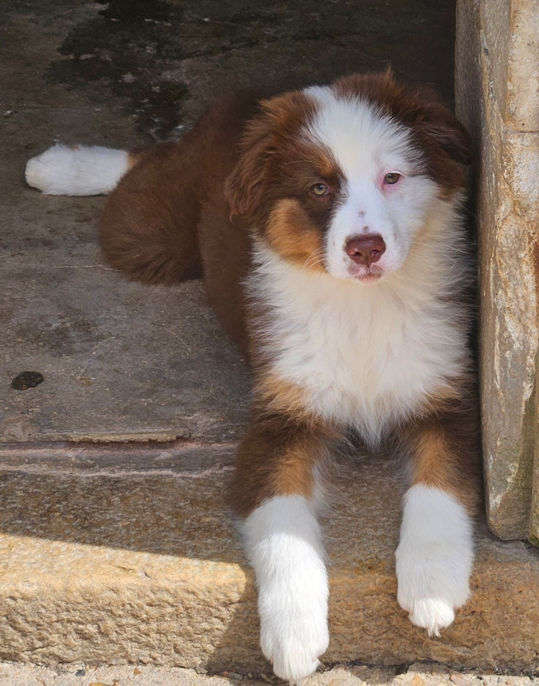 D'amour de la barbottiere - Chiots disponibles - Berger Australien