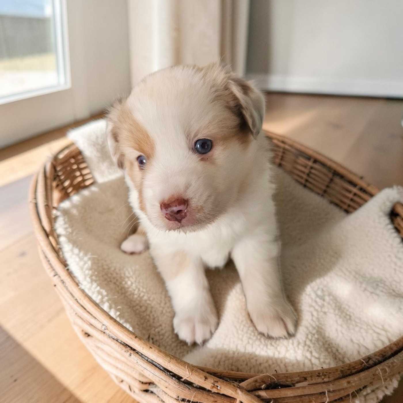D'amour de la barbottiere - Chiots disponibles - Berger Américain Miniature 