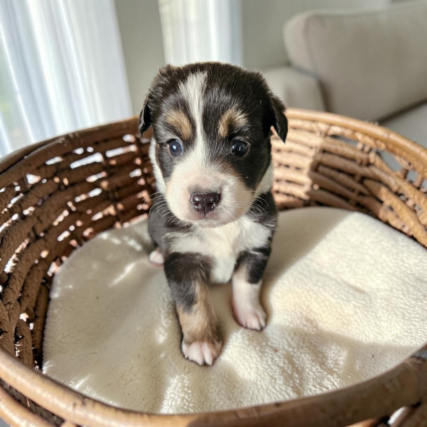 D'amour de la barbottiere - Chiots disponibles - Berger Américain Miniature 