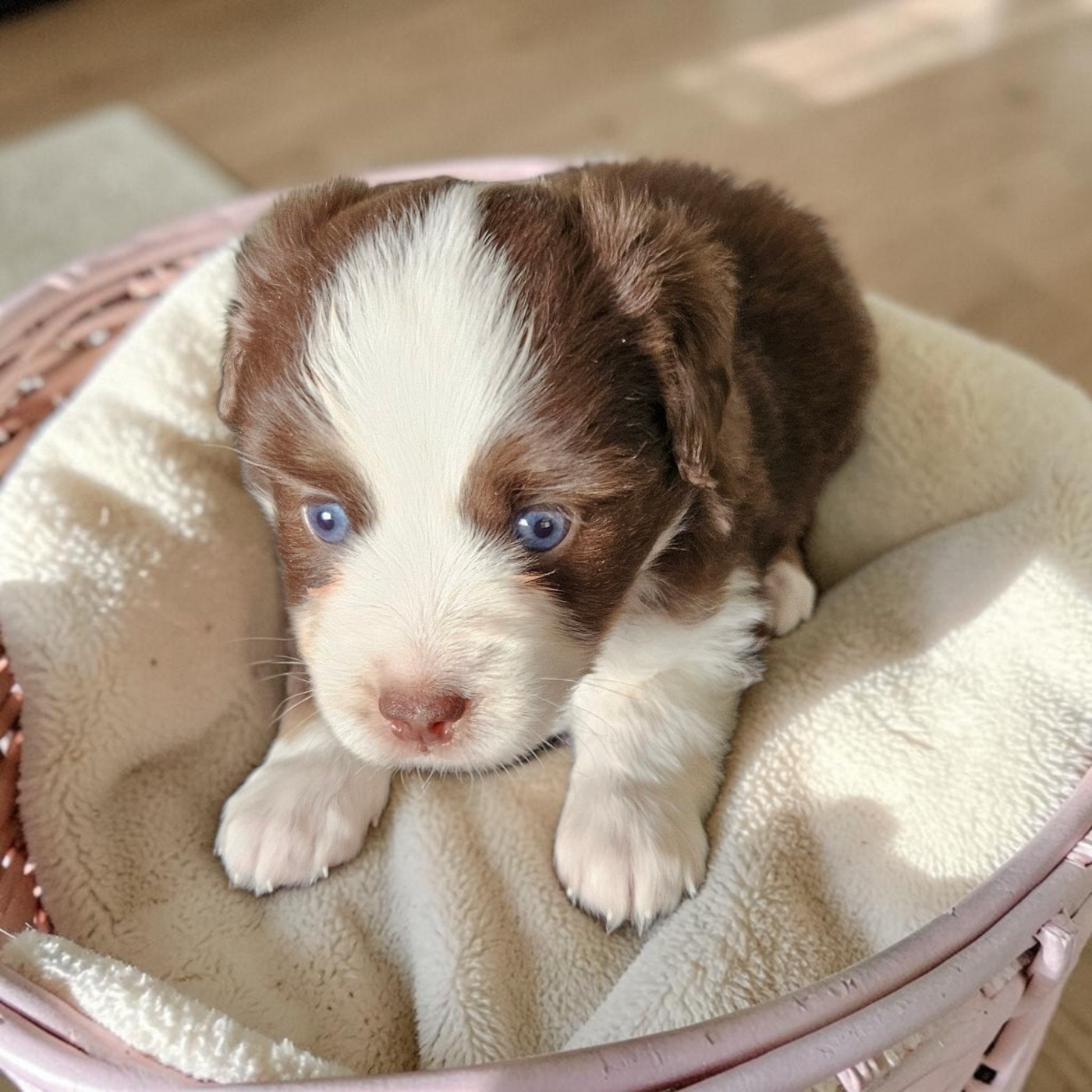 D'amour de la barbottiere - Chiots disponibles - Berger Américain Miniature 