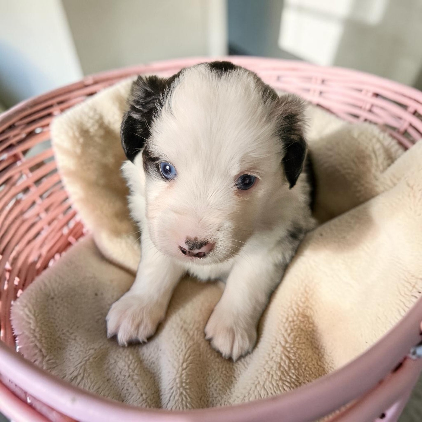 D'amour de la barbottiere - Chiots disponibles - Berger Américain Miniature 