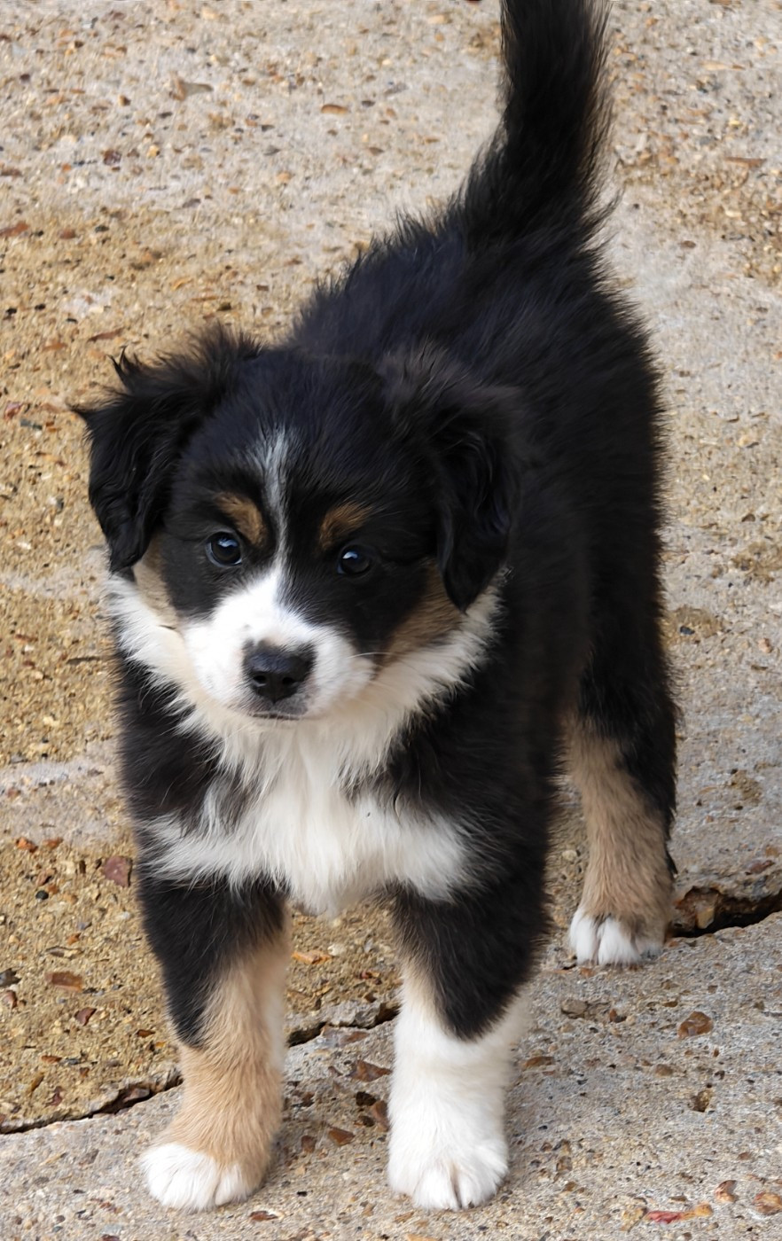 D'amour de la barbottiere - Chiots disponibles - Berger Américain Miniature 