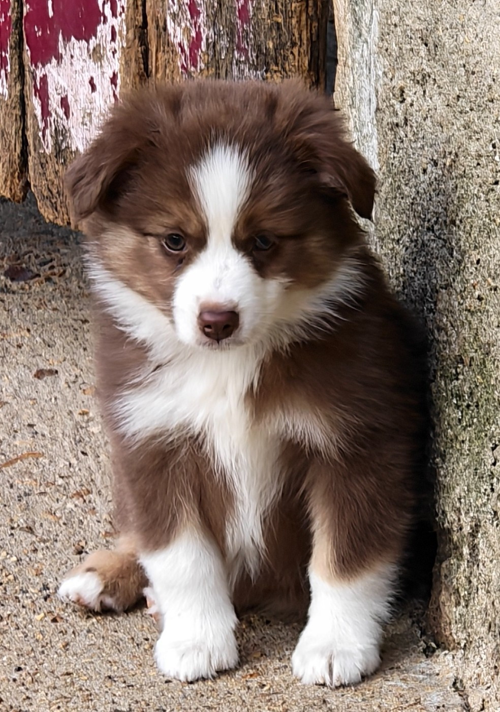 D'amour de la barbottiere - Chiots disponibles - Berger Américain Miniature 