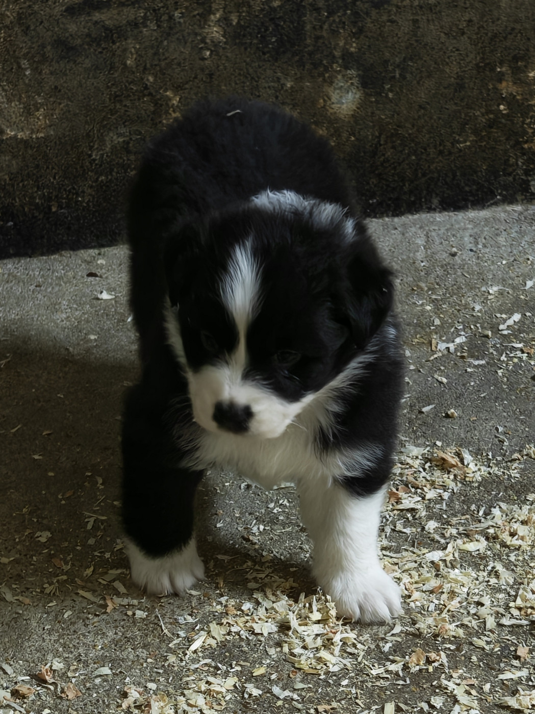 D'amour de la barbottiere - Chiots disponibles - Berger Australien