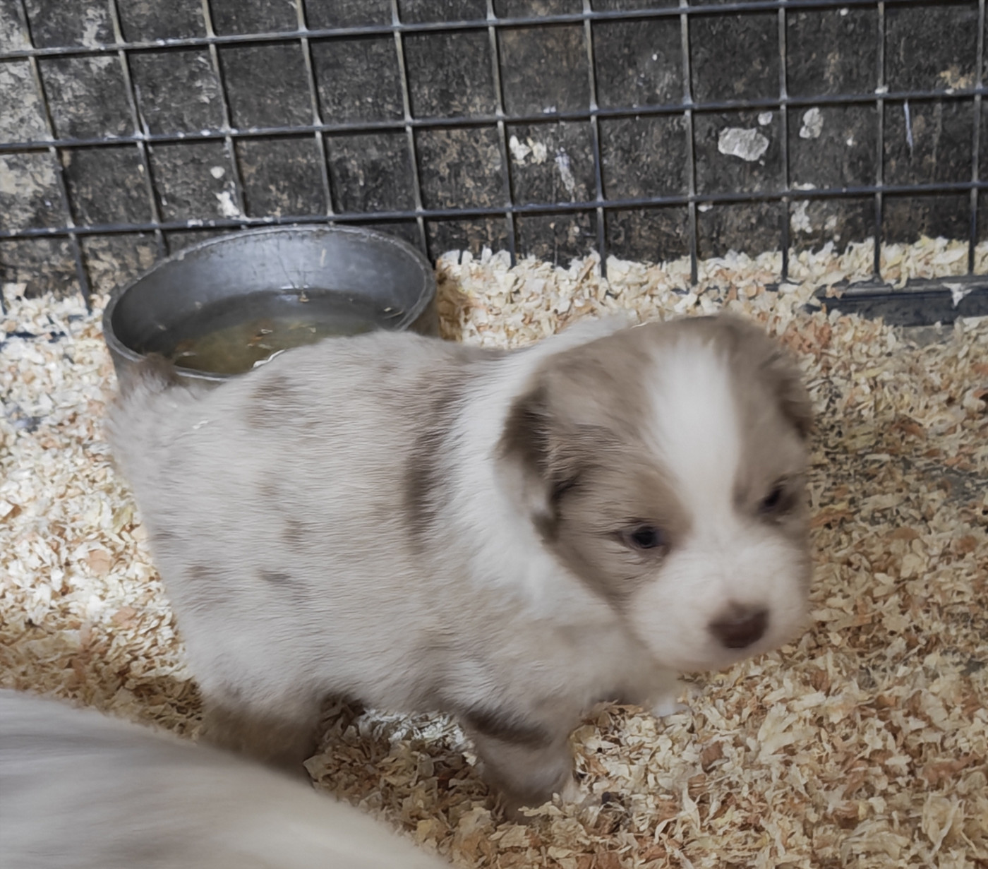 D'amour de la barbottiere - Chiots disponibles - Berger Australien