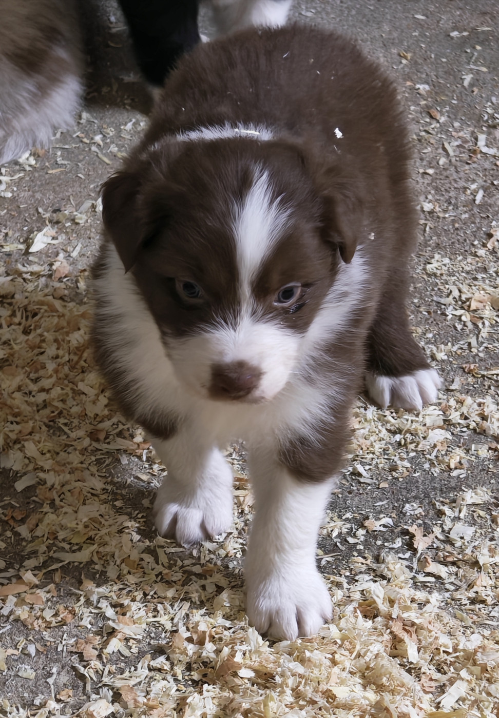 D'amour de la barbottiere - Chiots disponibles - Berger Australien