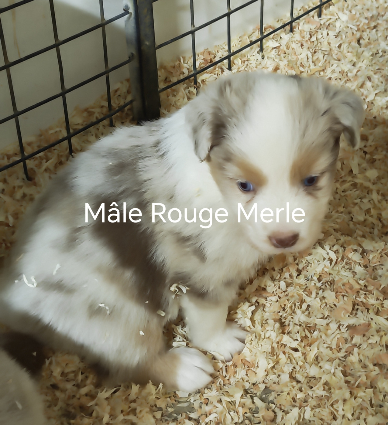 D'amour de la barbottiere - Chiots disponibles - Berger Australien