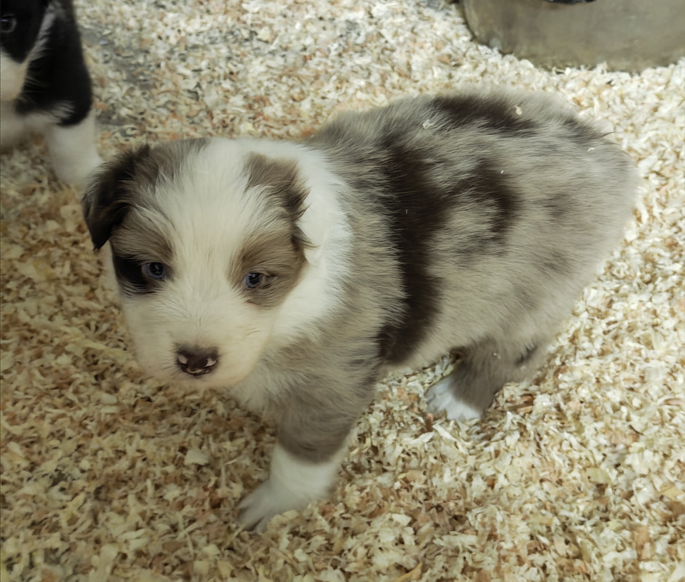 D'amour de la barbottiere - Chiots disponibles - Berger Australien