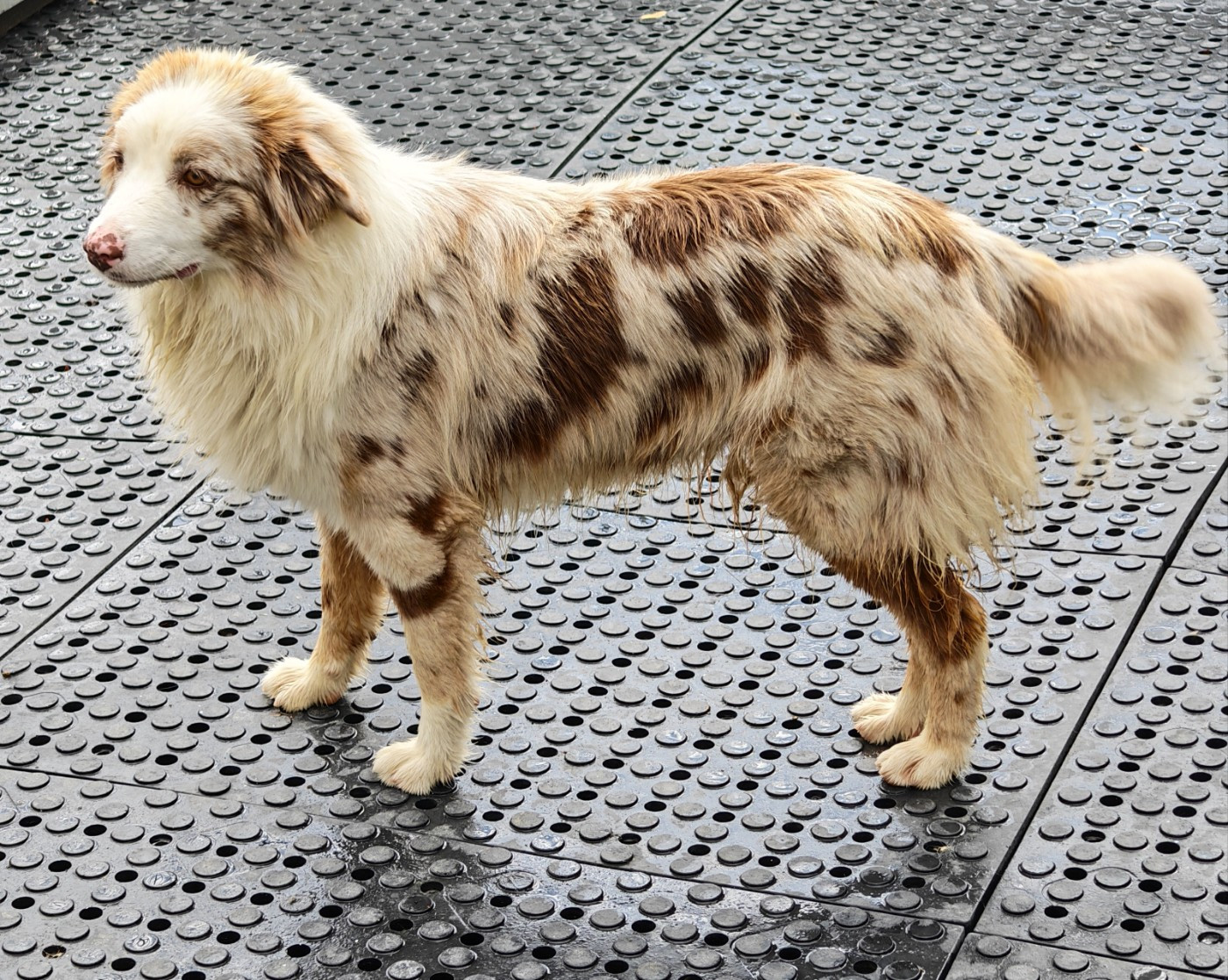 D'amour de la barbottiere - Chiots disponibles - Berger Australien