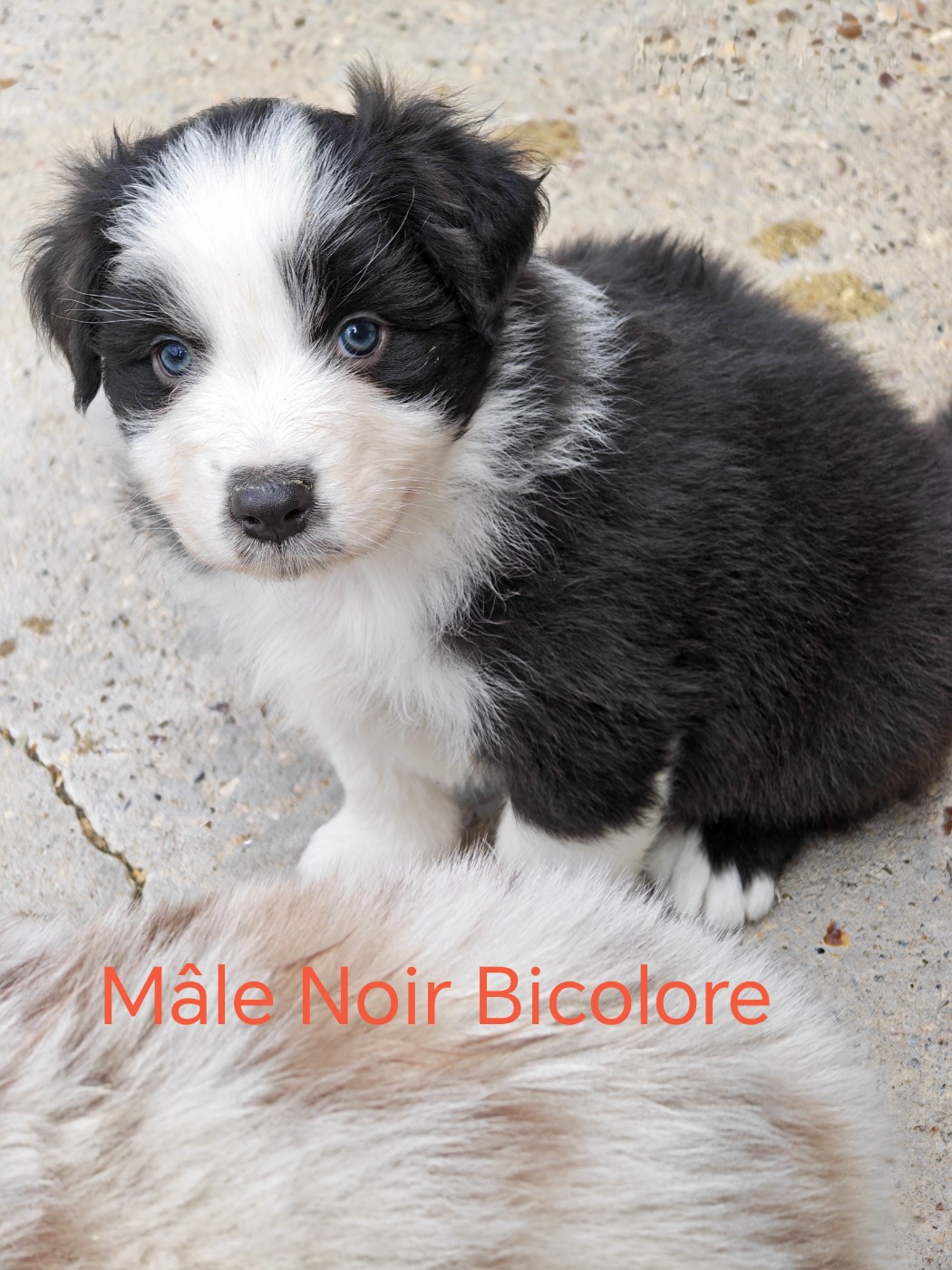 D'amour de la barbottiere - Chiots disponibles - Berger Australien